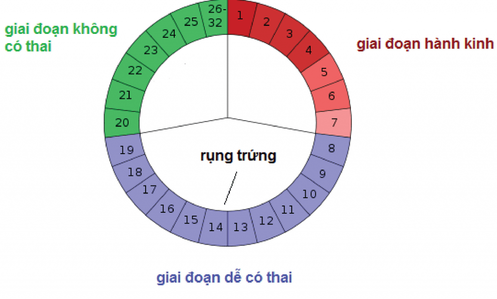 tim-hieu-ben-trong-chu-ky-kinh-nguyet-01